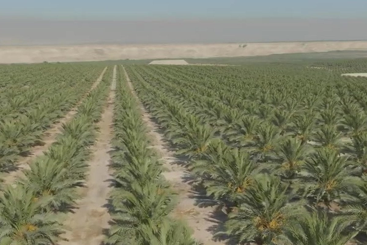 مزرعتنا في غور الكتار / Our farm in the Ghor Al-Katar