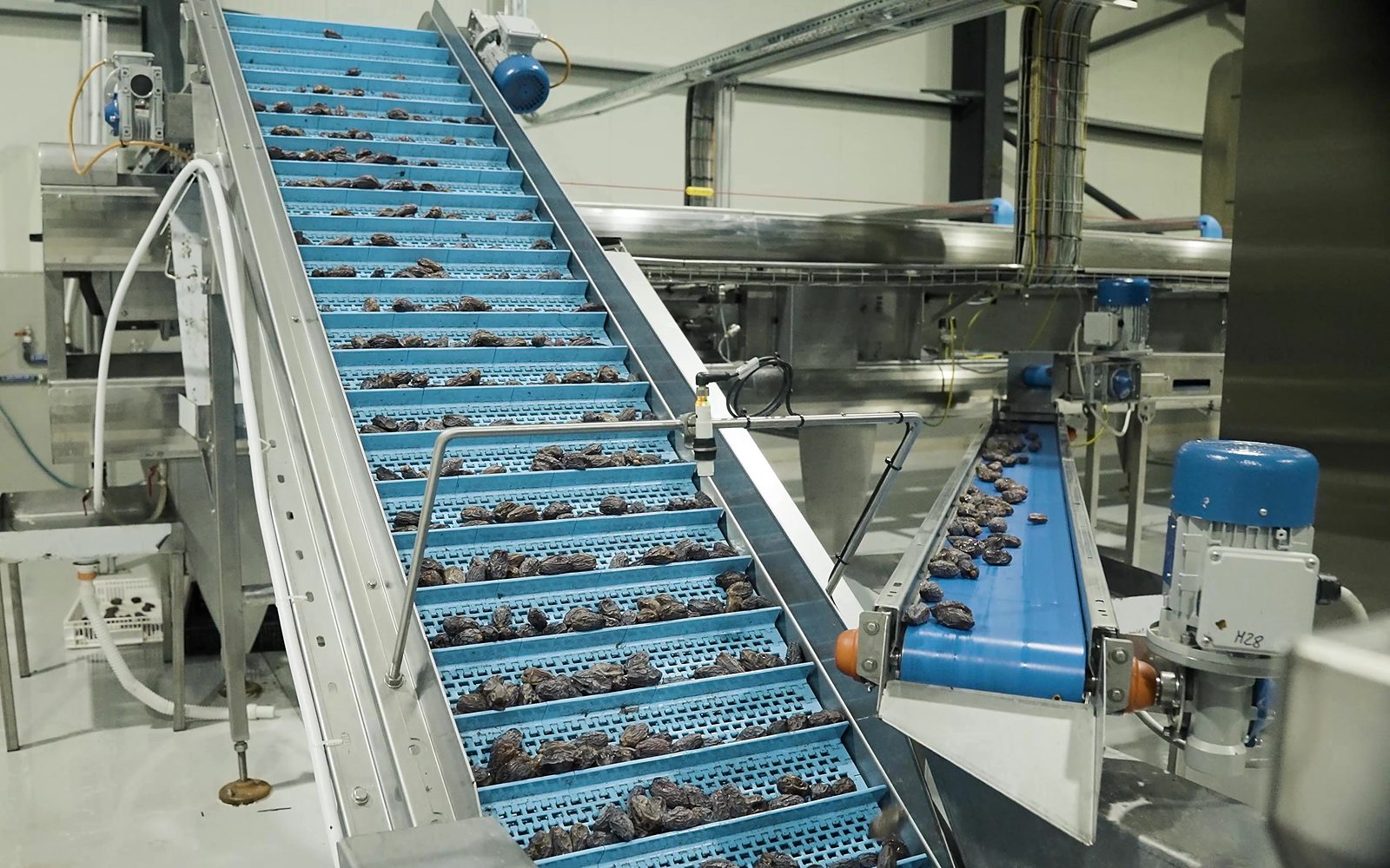 التمر على خط الفرز في مصنعنا / Dates on our grading line