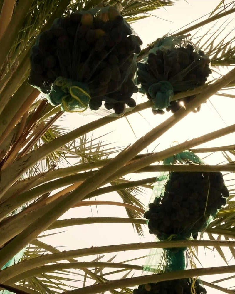 عذوق المجهول على النخلة في مزرعتنا / Medjool bunches on the palm at our farm
