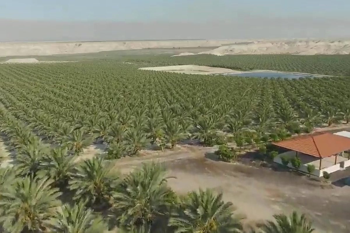 مزرعتنا في غور الكتار / Our farm in the Ghor Al-Katar